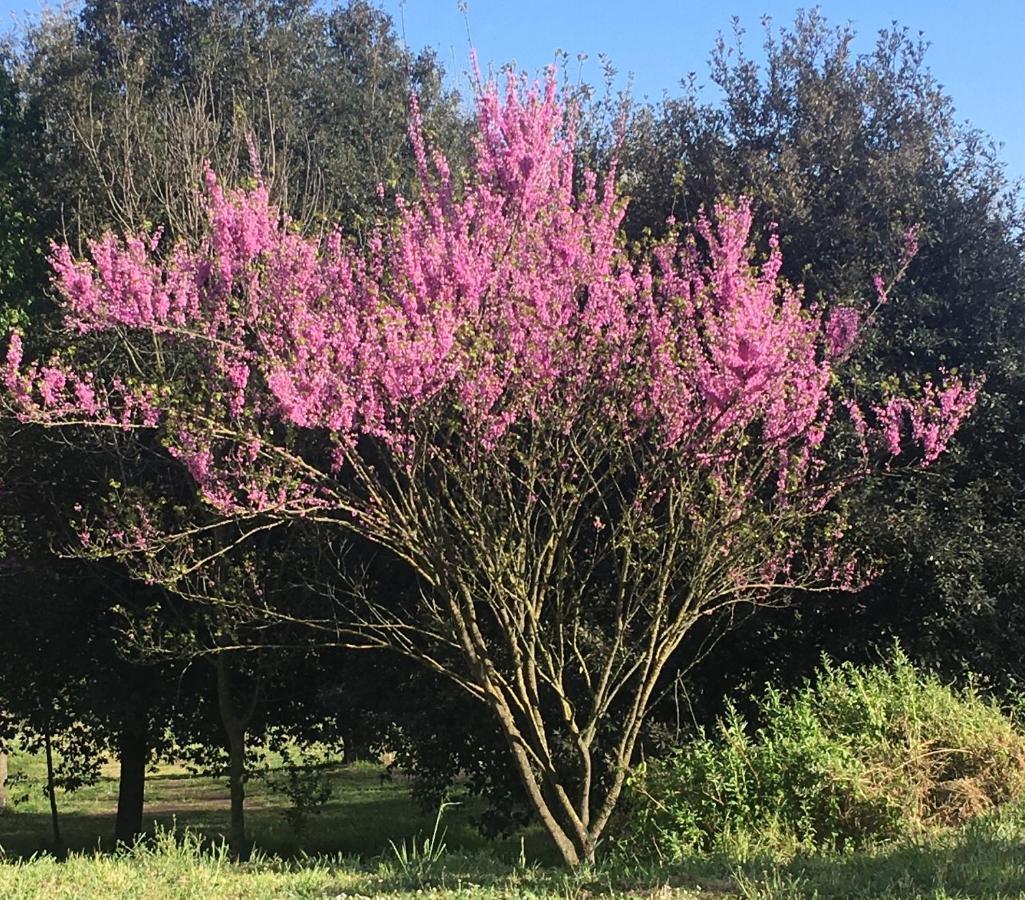 Resort Giardino Degli Aranci - Casa Lisca 巴罗尼西 外观 照片